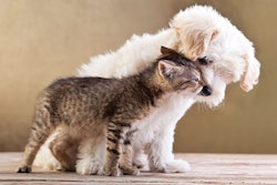 While two out of three dogs or cats adopted in the U.S. are under one year old, sales of puppy and kitten formulas still have a lot of upward growth potential. (Ilike | AdobePhoto.com)