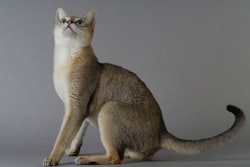 Singapore’s Housing Development Board’s widespread ban on cats has created unique challenges for the pet food industry in the country. (coulanges I AdobePhoto.com)