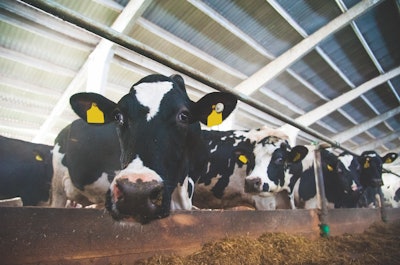 Practical protein formulations tend to be better than the recommendations of dairy nutrition models. (Grigorenko | iStockPhoto.com)