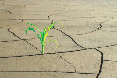 Climate change creates the perfect conditions for mold and, therefore, more mycotoxins. For example, drought conditions produce increased levels of fumonisins and aflatoxins. (Misha Kaminsky | iStock.com)