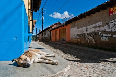 Mexican Street Dog