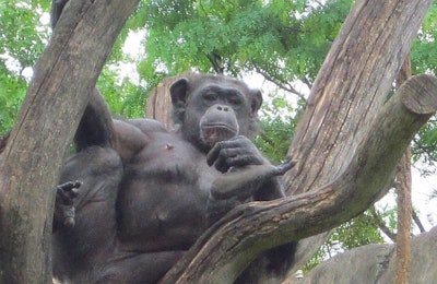 A chimpanzee in the Audubon Zoo, New Orleans, Louisiana, USA. (Tim Wall)