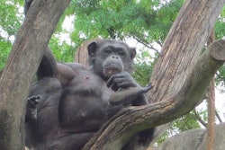 A chimpanzee in the Audubon Zoo, New Orleans, Louisiana, USA. (Tim Wall)