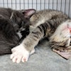 Partnering with and giving back to the pet community is an easy decision for the pet food industry to make. (Photo by Andrea Gantz | WATT Global Media)