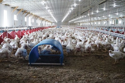 Bell & Evans’ organic farms use enrichments, specialized feeders, windows and doors to fenced-in outdoor areas. (Photo by Austin Alonzo)