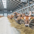 basics-of-dairy-nutrition-performance