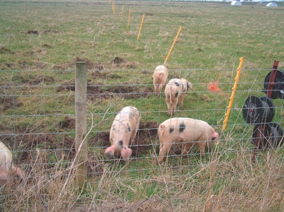 Growth rates in organic production are often limited, which results in the use of specific slower growing, more robust breeds suited to more extensive production systems. (Zoe Kay)