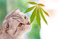 (Aleksandr Kravtsov | BigStock.com)