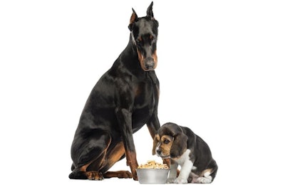 Doberman Pinschers are one of the many breeds studied for their genetic link to dilated cardiomyopathy. (Eric Isselee | Shutterstock.com)