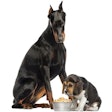 Doberman Pinschers are one of the many breeds studied for their genetic link to dilated cardiomyopathy. (Eric Isselee | Shutterstock.com)