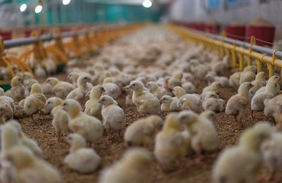 The house must be prepared before chick arrival, for example, enough time must be allowed for heat to penetrate litter and reach the floor below. (iStock, pattonmania)