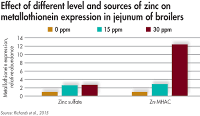 Effects Of Zinc On Broiler Jejunum Metallothionein Expression