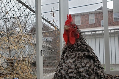 A Barred Rock Hen in an urban coop in St. Louis, Mo., USA. (Tim Wall)