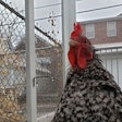 A Barred Rock Hen in an urban coop in St. Louis, Mo., USA. (Tim Wall)