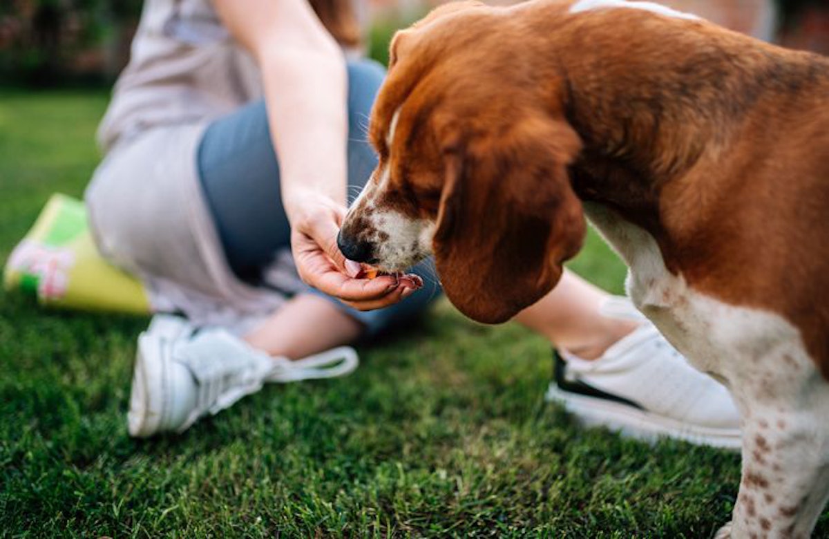 Nutritional dcm in dogs clearance