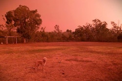 Courtesy of RSCPA NSW