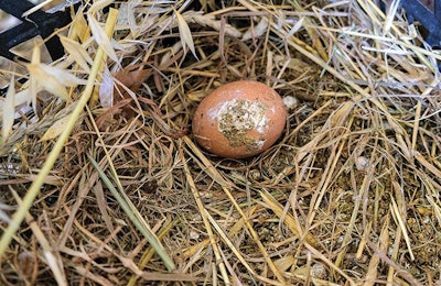 Dirty eggs can be an indicator of gut health and the welfare of the flock. P_galasso2289 | Shutterstock.com