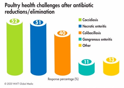 Respondents note an uptick in coccidiosis and necrotic enteritis in their flocks once antibiotics have been reduced or eliminated from production. (WATT Global Media)