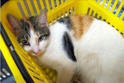 202002 Cat In Yellow Basket