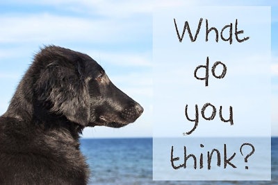 Dog Question Confidence Index