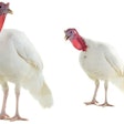 Reovirus is a complex pathogen attracting more concern as it grows in prevalence in the poultry industry. | (Vasyl Helevachuk | iStockPhoto.com)