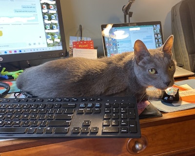 Pets like Deacon can provide company (and sometimes distractions) as we work from home. (photo by Debbie Phillips-Donaldson)