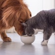 Dog and cat owners have varying reasons for changing their pets’ food, from quality to preference. | (Chendongshan | Shutterstock.com)
