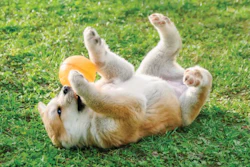 Understanding the gut microbiome may provide new avenues of formulation when considering new pet foods and animal nutrition. (Katho Menden | Shutterstock.com)