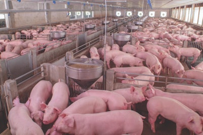 China’s efforts to restock the swine herd have been hindered by the COVID-19 outbreak. (chayakorn lotongkum | iStock.com)