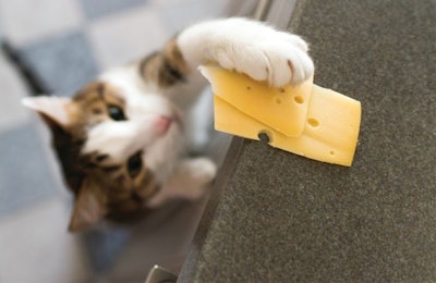Cheese can be found in several pet food and treat products, but the potential benefits of cheese as an ingredient have yet to be fully explored. | (Lysikova Irina | Shutterstock.com)