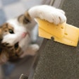 Cheese can be found in several pet food and treat products, but the potential benefits of cheese as an ingredient have yet to be fully explored. | (Lysikova Irina | Shutterstock.com)