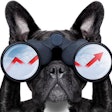 Insights into a few questions may provide short-term clues to how the pet food market will emerge on the other side of the COVID-19 crisis. | (Javier Brosch | Fotolia)