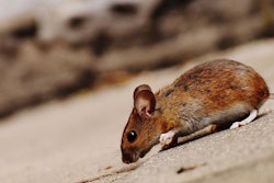 When it comes to pest control, prevention is the way to go. | Pixabay | Pexels.com