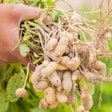 While peanut butter is well-established in the pet treat space, peanuts have not gained the same popularity in pet food formulations. | (benjamas11 | Shutterstock.com)