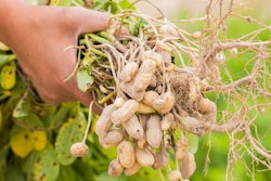 While peanut butter is well-established in the pet treat space, peanuts have not gained the same popularity in pet food formulations. | (benjamas11 | Shutterstock.com)
