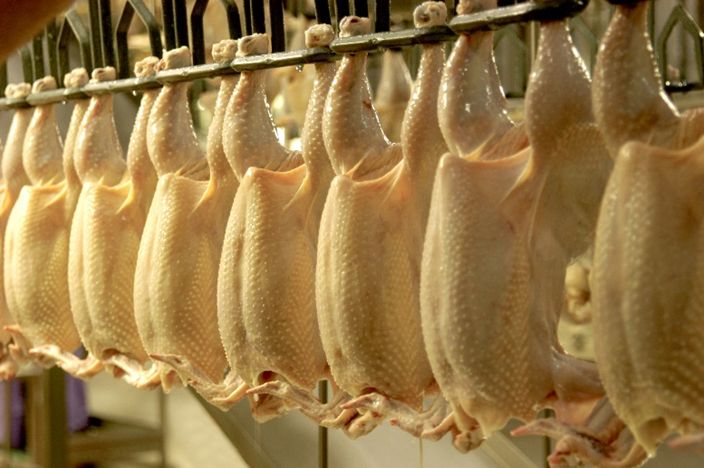 Good flock uniformity allows plants to produce more of the higher-value products. (Cobb-Vantress)