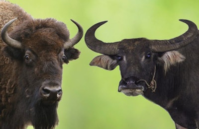 In the U.S., North American buffalo are also called bison (left). In other countries, however, “buffalo” is more commonly used to refer to water buffalo (right). | (volkova natalia | Shutterstock.com and WoraponL | Shutterstock.com)