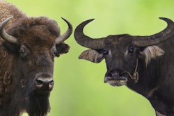 In the U.S., North American buffalo are also called bison (left). In other countries, however, “buffalo” is more commonly used to refer to water buffalo (right). | (volkova natalia | Shutterstock.com and WoraponL | Shutterstock.com)