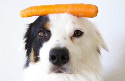 Carrots are a palatable option for pet food formulations, though usually used in small amounts. | (Eveline Coquelet | Shutterstock.com)
