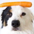 Carrots are a palatable option for pet food formulations, though usually used in small amounts. | (Eveline Coquelet | Shutterstock.com)