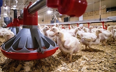 Chickens feeding in a Tyson Foods poultry research house dedicated to animal health and well-being (Fred Miller | UA System Division of Agriculture).