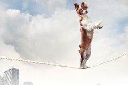 If projections are correct, pet food could weather 2020 in decent shape. | (Sergey Nivens | Shutterstock.com)