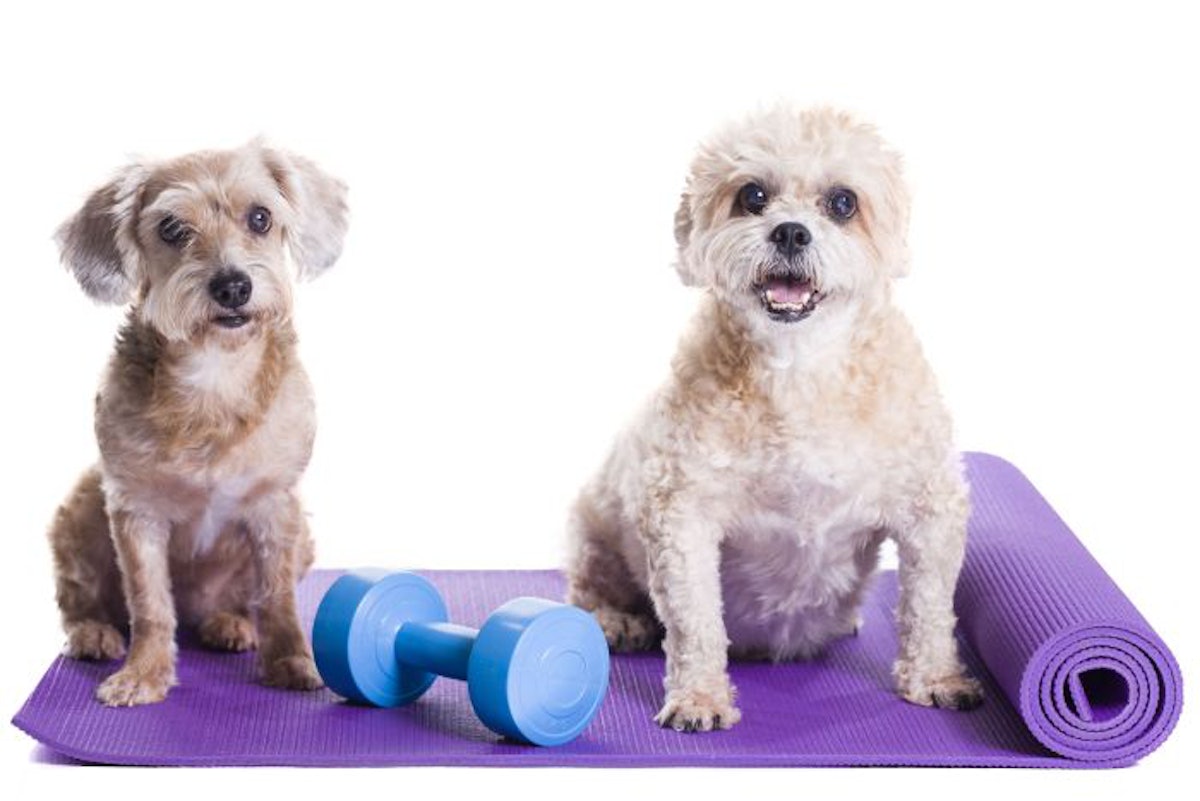 Whey powder for dogs on sale