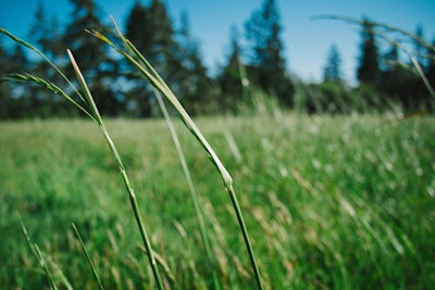 Grass CU2