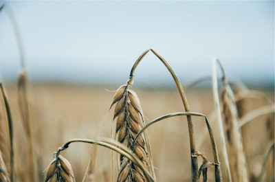 Limp Wheat