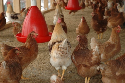 Chicken coop 245745