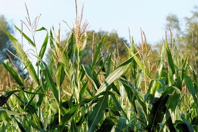 Corn 436654