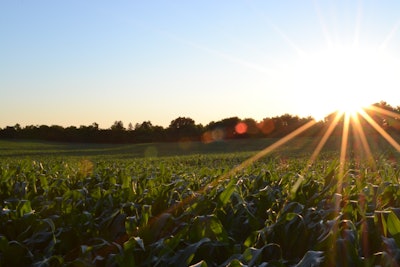 Corn 691634