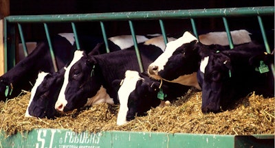 Cows 526771