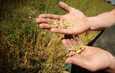 Grain 664740 1920